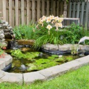 A beautiful fish pond in a backyard.