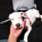 Is My Pit Bull Pure Bred? - white puppy with dark spots
