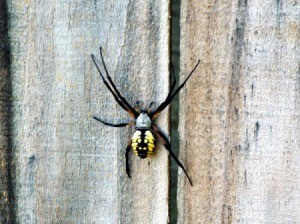 A large argiope spider on a wood fence.