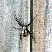 A large argiope spider on a wood fence.