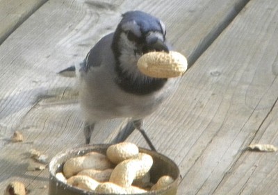 A bird eating a nut on a deck.