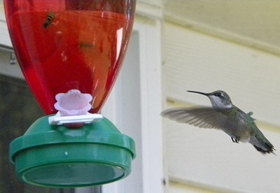 A hummingbird flying toward a feeder.