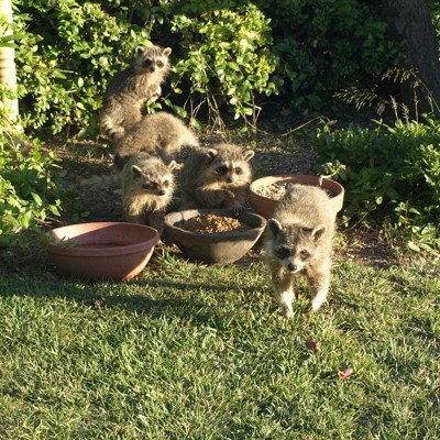 A bunch of raccoons in a backyard.