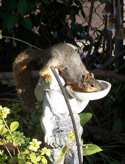 A squirrel eating from a bird feeder.