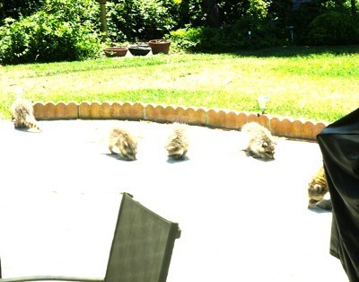 A bunch of raccoons in a backyard.