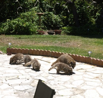 A bunch of raccoons in a backyard