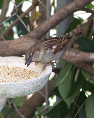 A bird at a backyard birdfeeder.