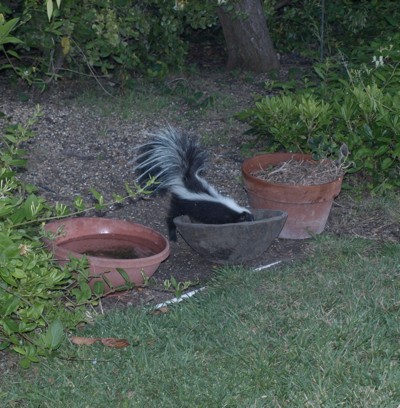 A skunk in the backyard.