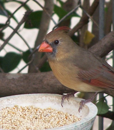 A bird at a backyard birdfeeder.