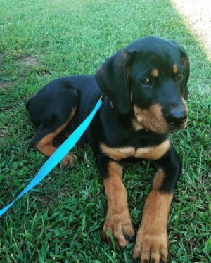 Is My Rottweiler Full Blooded? - puppy on blue leash