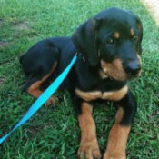 Is My Rottweiler Full Blooded? - puppy on blue leash