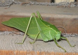 A leaf bug on a wooden structure.