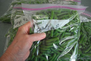 A ziplop bag of string beans, ready for the freezer.