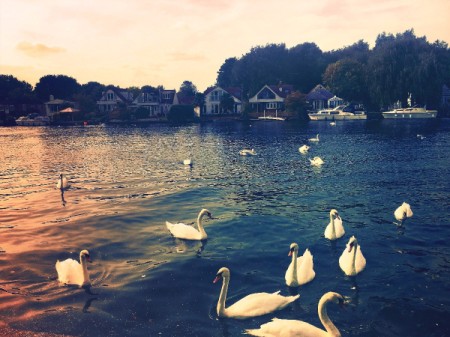 Swans at sunset on the River Thames.