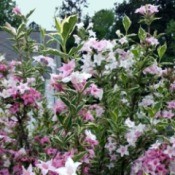 Weigela florida in bloom, with pink and white flowers.
