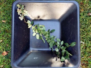 Taking Multiple Cuttings From A Rose Bush - pieces pruned from rose bush 5-6 canes