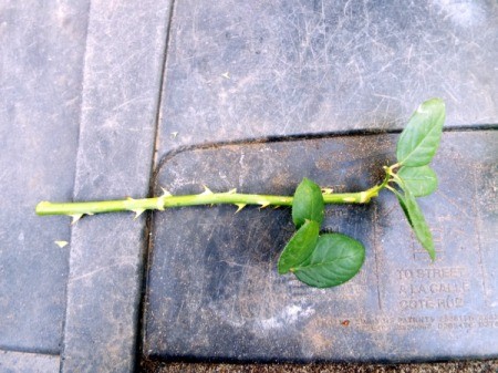 Taking Multiple Cuttings From A Rose Bush - trim most of the leaves off of the stems, leaving  2-3