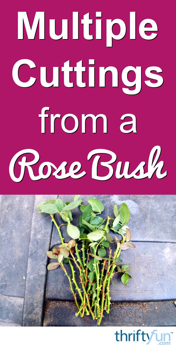 Taking Multiple Cuttings From A Rose Bush ThriftyFun