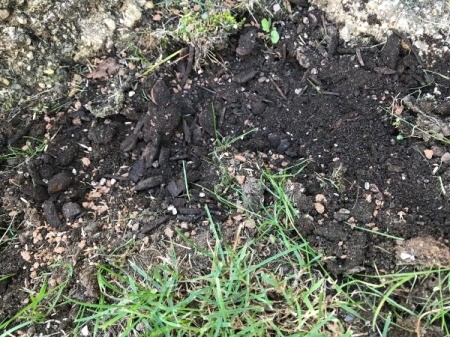 How to Reseed Bald Spots in Your Lawn - cover with potting soil