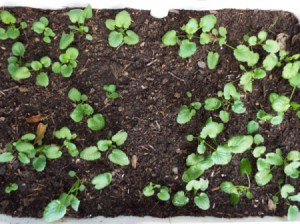 Growing Pansies From Seed | ThriftyFun