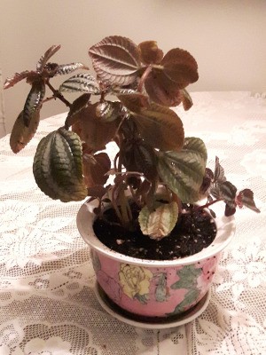 Identifying a Houseplant - plant with fuzzy pink stems and striped leaves