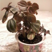 Identifying a Houseplant - plant with fuzzy pink stems and striped leaves