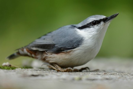 Nuthatch on the ground with green background.