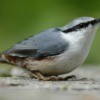Nuthatch on the ground with green background.