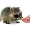 Young Raccoon being hand fed cheese.