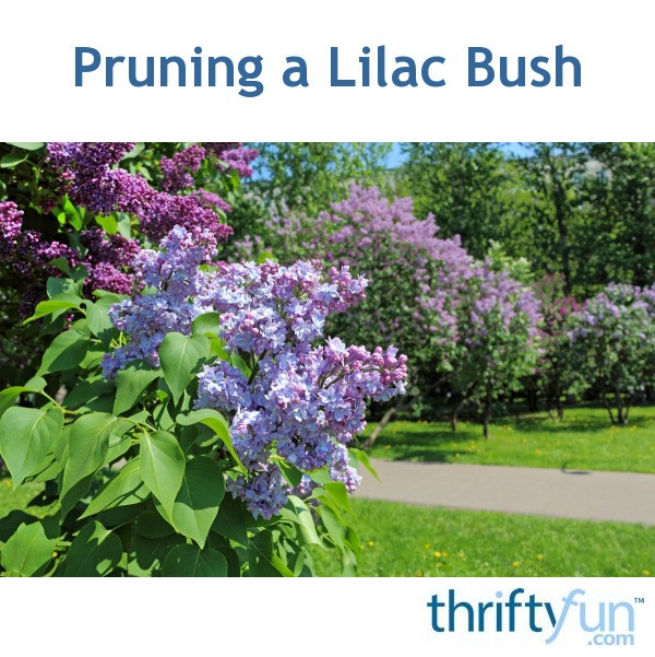 Pruning a Lilac Bush ThriftyFun