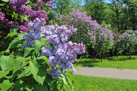 A blooming lilac bush.