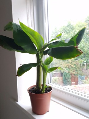 What Is This Houseplant? - tropical plant with banana or canna like leaves
