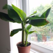 What Is This Houseplant? - tropical plant with banana or canna like leaves