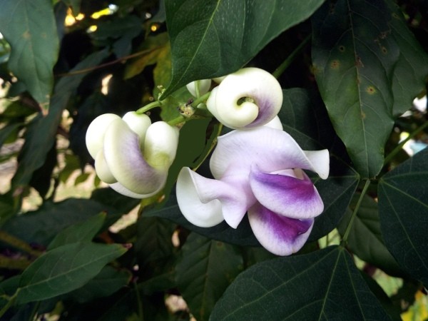 Wisteria Serves Double Duty - closeup of Vigna flower