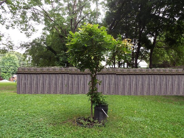 Wisteria Serves Double Duty - Vigna in bucket next to wisteria standard