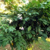 Wisteria Serves Double Duty - Vigna blooms in wisteria