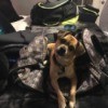 Zion (Puggle) - dog on top of satchel