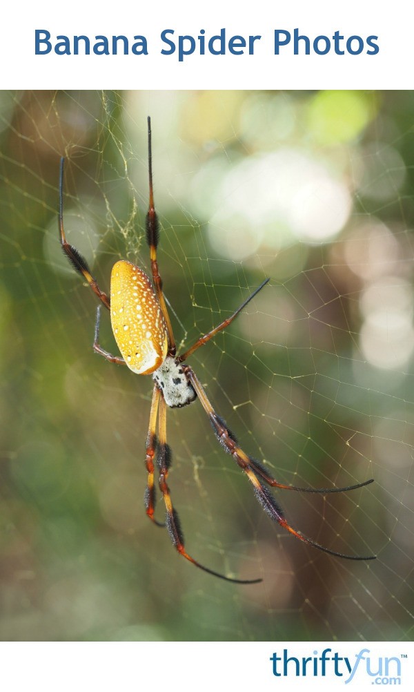 Banana Spider Photos ThriftyFun