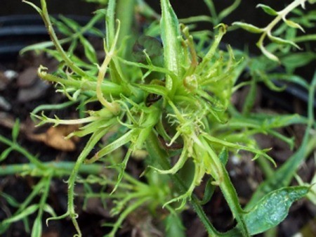 What Is This Plant? narrow leafed green foliage plant