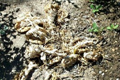 Flower leaves from a bulb that have been braided.