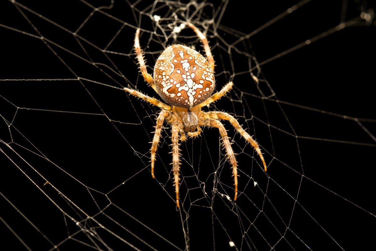 Argiope Spider Photos Thriftyfun