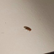 Getting Rid of Little Flying Insects