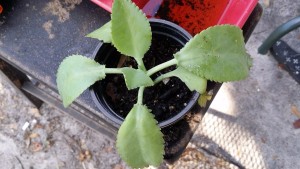 What Is This Plant? - small plant with serrated leaves in a plastic pot