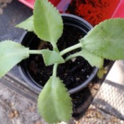 What Is This Plant? - small plant with serrated leaves in a plastic pot
