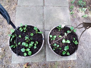 Save Money On Pansies - pansy seedlings in hanging baskets