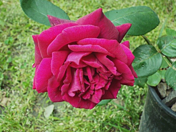 Rose Witches Broom - Healthy Dark Desire Rose