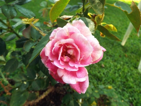 Rose Witches Broom - Dark Desire Unusual bloom