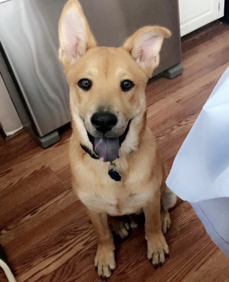 What Breed Is My Dog?