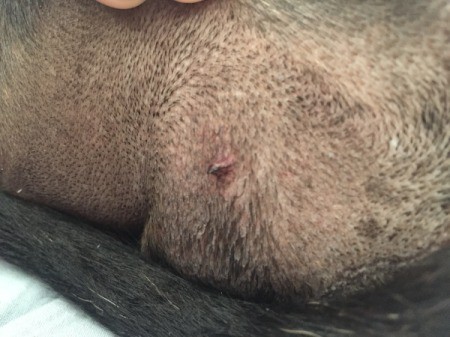 Identifying a Bump on a Dog - bump