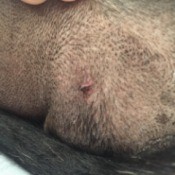 Identifying a Bump on a Dog - bump